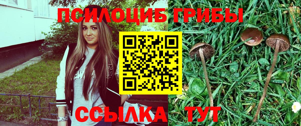 Псилоцибиновые грибы мицелий Гай